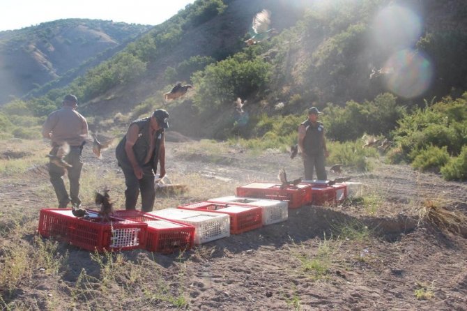 Kırşehir’de keklikler doğaya salındı