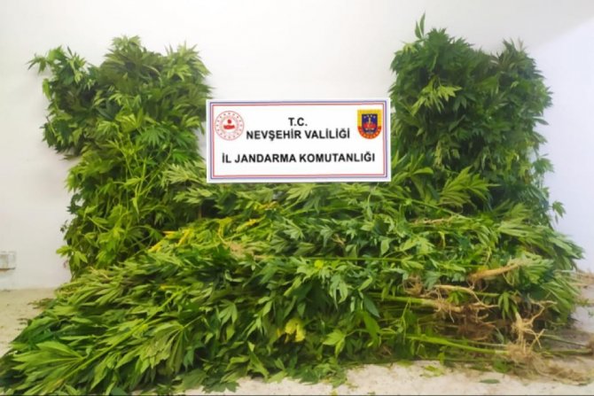 Nevşehir’de kenevir bitkisi yetiştiren şahıs göz altına alındı