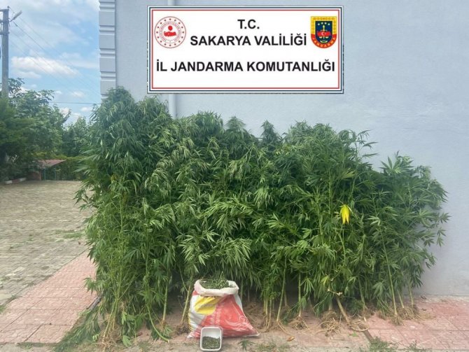 Sakarya’da 200 kök kenevir ve 6 kilo esrar ele geçirildi