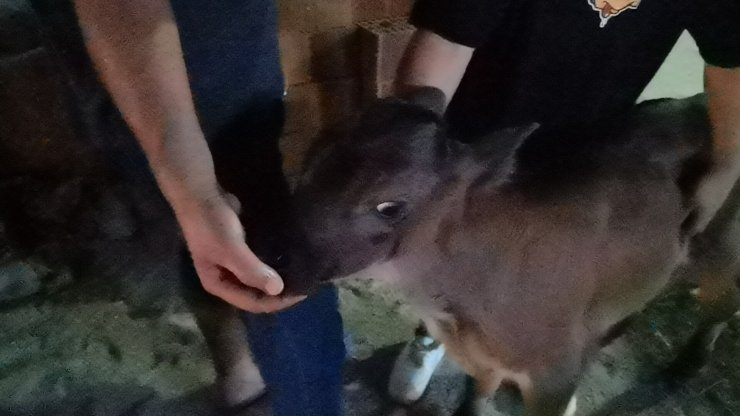 Ahır yangınında 10 günlük 'Kahve' kurtarıldı, 6 inek öldü