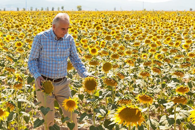 Ayçiçekler hasat için gün sayıyor