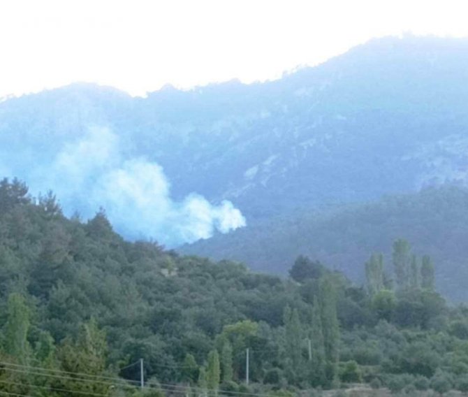 Aydın’da orman yangını