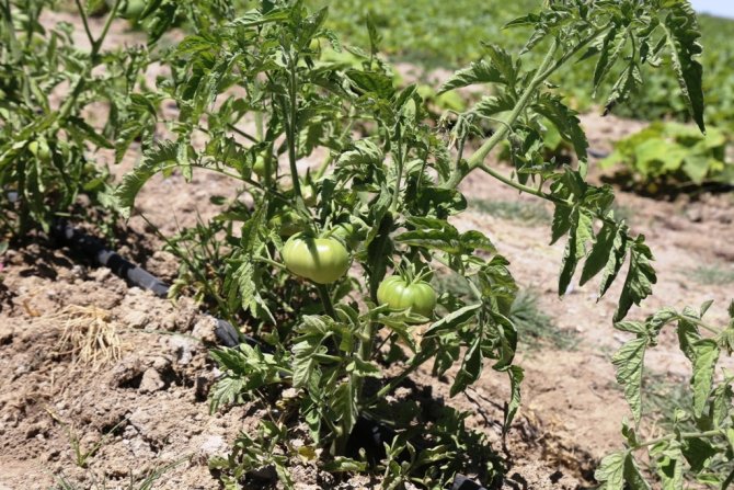 Başkan Oprukçu ve Rektör Zorlu Organik Tarım Projesi’ni inceledi