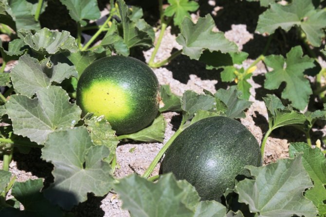 Başkan Oprukçu ve Rektör Zorlu Organik Tarım Projesi’ni inceledi