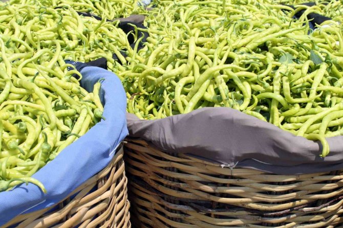 Biber fiyatı üreticiyi sevindirdi