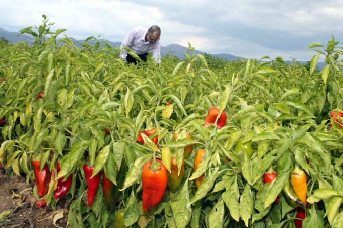Biber fiyatı üreticiyi sevindirdi