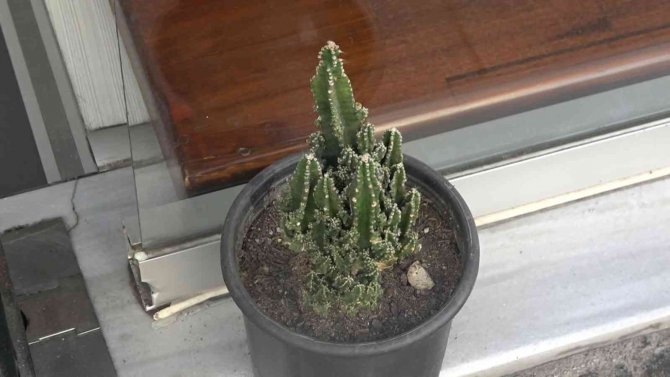 Çiçek hırsızı kameralara yakalandı