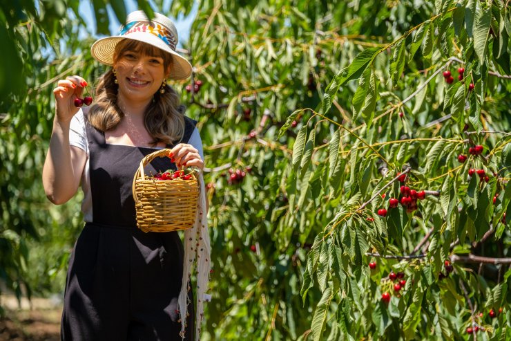 Eskişehir'in 1352 rakımlı ilçesinden Avrupa'ya kiraz ihracı