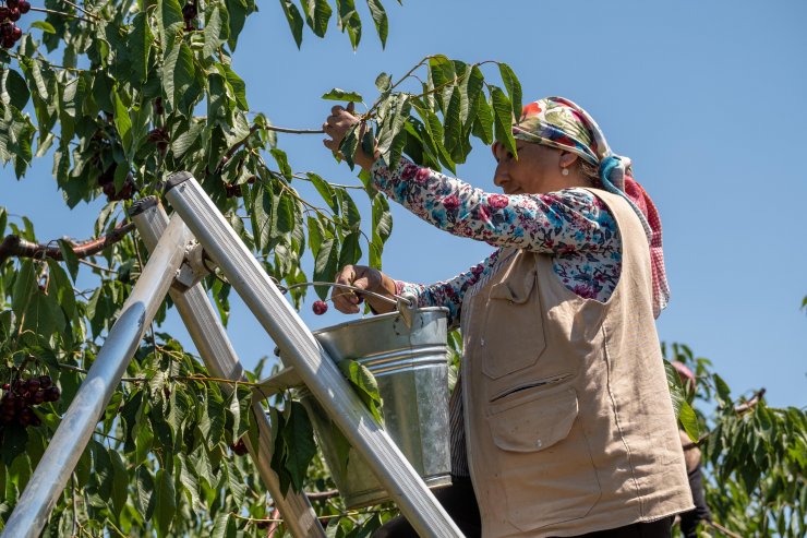 Eskişehir'in 1352 rakımlı ilçesinden Avrupa'ya kiraz ihracı
