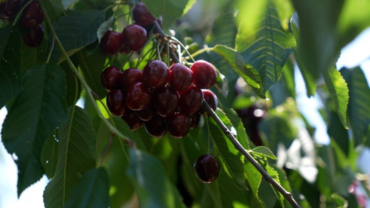 Eskişehir'in 1352 rakımlı ilçesinden Avrupa'ya kiraz ihracı