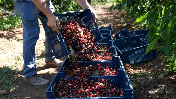 Eskişehir'in 1352 rakımlı ilçesinden Avrupa'ya kiraz ihracı