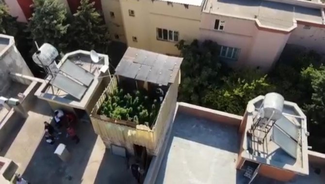 Gaziantep’te 267 kök kenevir ele geçirildi