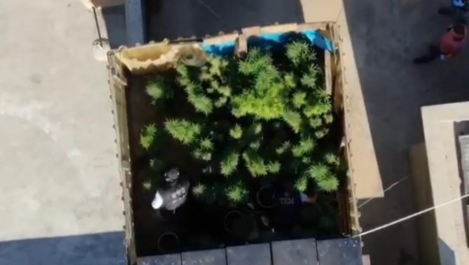 Gaziantep’te 267 kök kenevir ele geçirildi