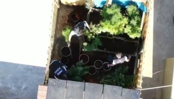 Gaziantep’te 267 kök kenevir ele geçirildi