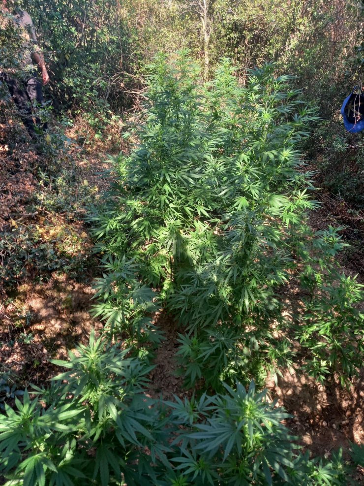 İzmir'deki uyuşturucu operasyonlarında 3 tutuklama