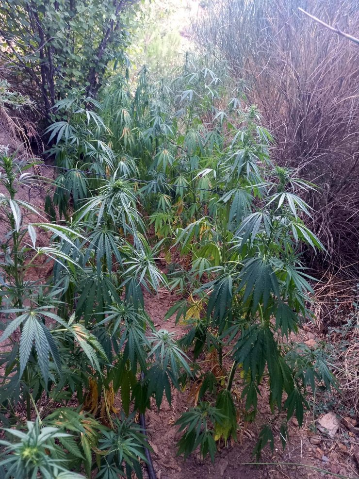 İzmir'deki uyuşturucu operasyonlarında 3 tutuklama