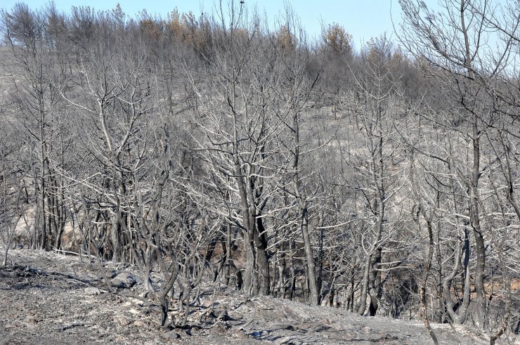Manisa'da, 5 gün arayla 444 hektar alan yandı
