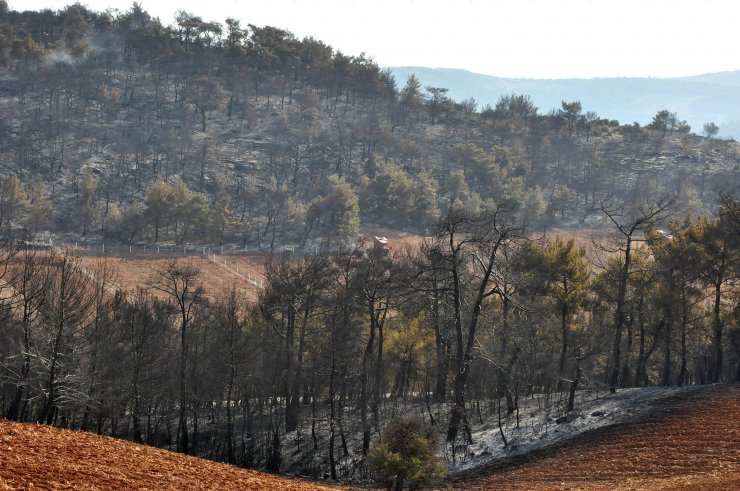 Manisa'da, 5 gün arayla 444 hektar alan yandı