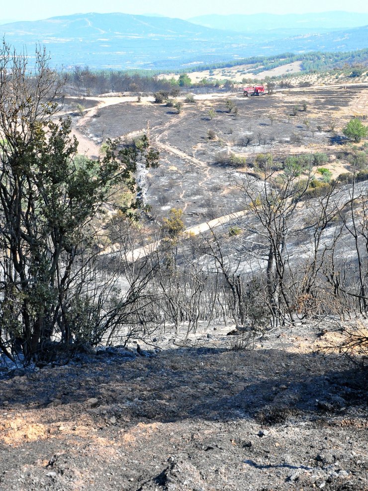 Manisa'da, 5 gün arayla 444 hektar alan yandı