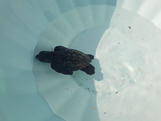 Yolunu kaybeden yavru carettayı denizle buluşturdular