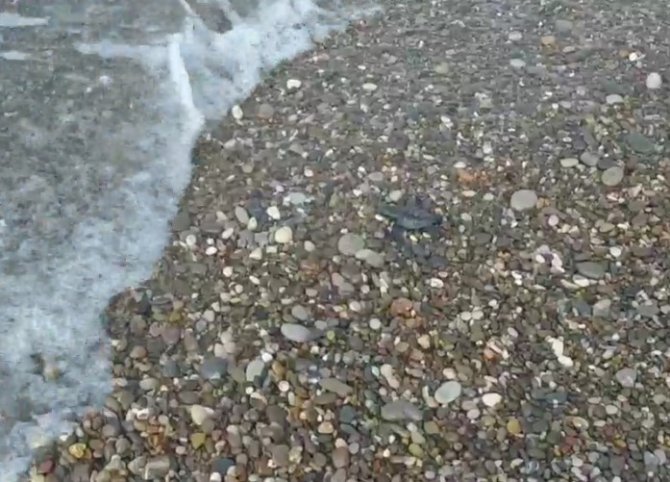 Yolunu kaybeden yavru carettayı denizle buluşturdular