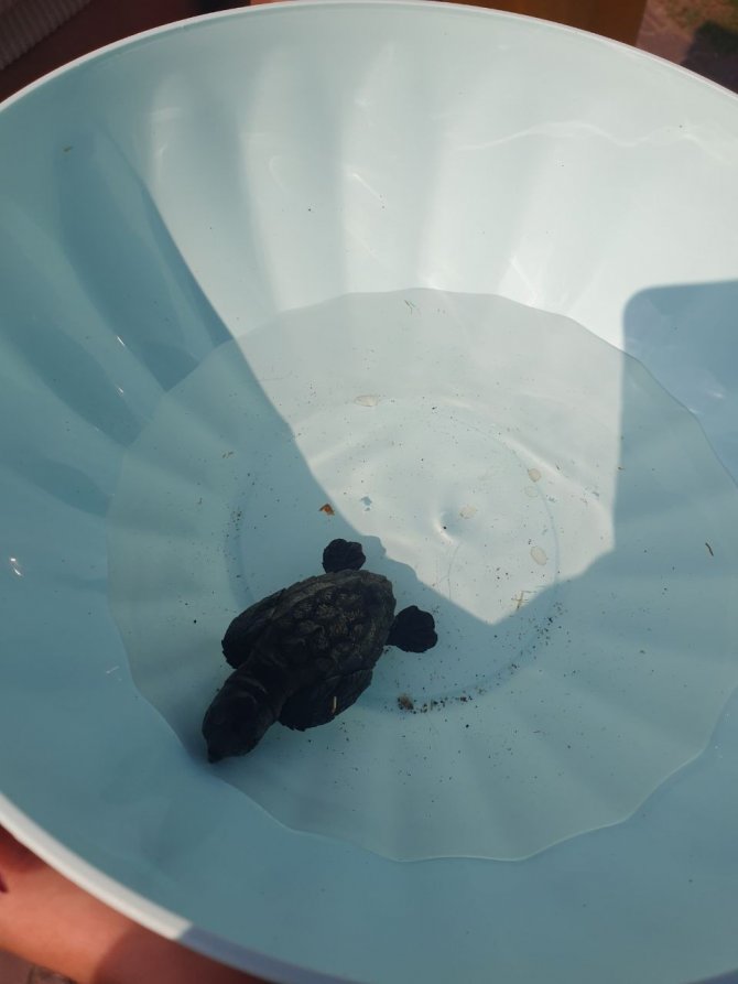 Yolunu kaybeden yavru carettayı denizle buluşturdular