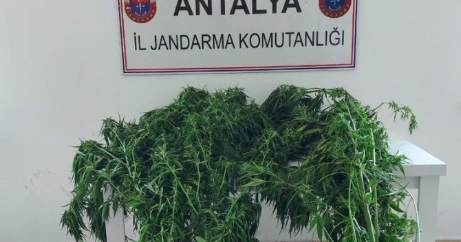 Alanya’da serada 43 kök kenevir ele geçirildi