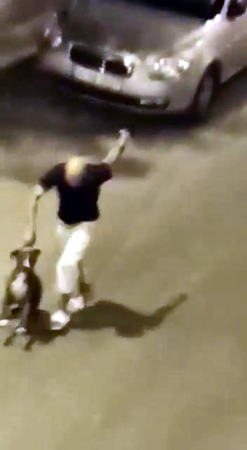 Avcılar'da sokak ortasında dövülen köpeğin çalıntı olduğu ortaya çıktı