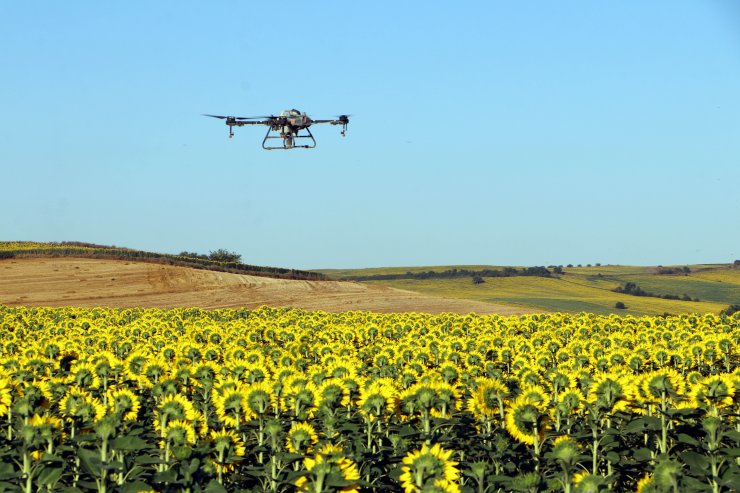Edirne'de 100 bin dönüm ayçiçeği ekili alanda 'çayır tırtılı'na karşı mücadele tamamlandı