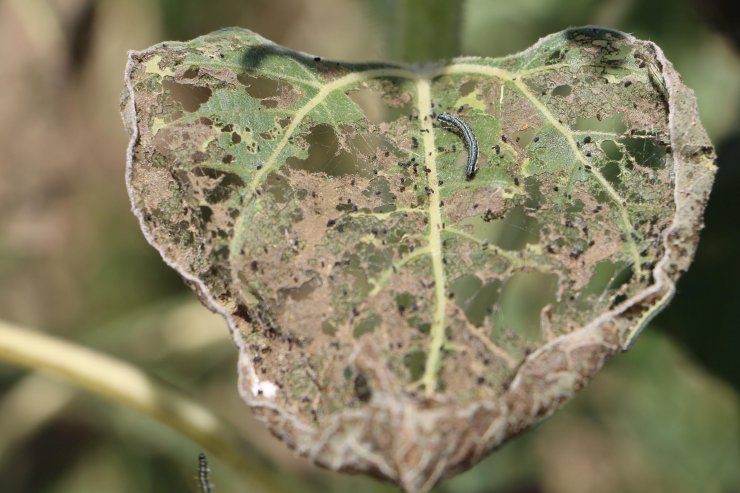 Edirne'de 100 bin dönüm ayçiçeği ekili alanda 'çayır tırtılı'na karşı mücadele tamamlandı