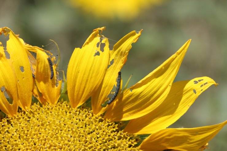 Edirne'de 100 bin dönüm ayçiçeği ekili alanda 'çayır tırtılı'na karşı mücadele tamamlandı