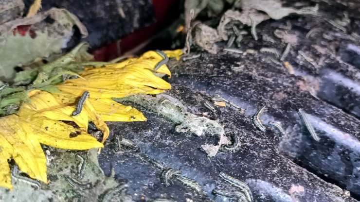 Edirne'de 100 bin dönüm ayçiçeği ekili alanda 'çayır tırtılı'na karşı mücadele tamamlandı