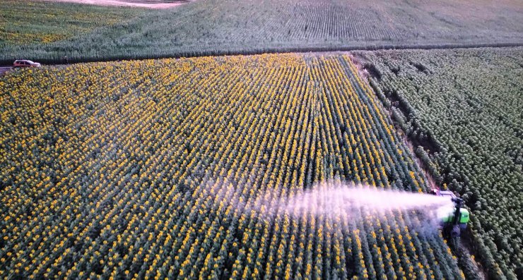 Edirne'de 100 bin dönüm ayçiçeği ekili alanda 'çayır tırtılı'na karşı mücadele tamamlandı