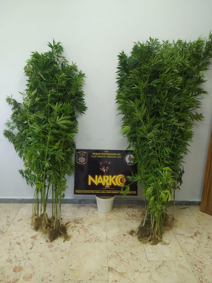 Evin bahçesini kenevir tarlasına çevirmiş; 1 gözaltı