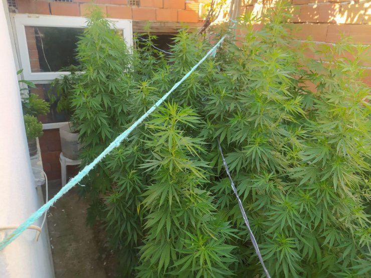 Evin bahçesini kenevir tarlasına çevirmiş; 1 gözaltı