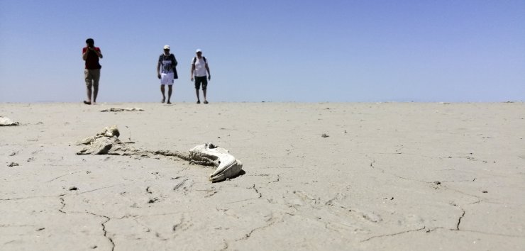 Flamingoların kritik 15 günü için bakanlık çalışma başlattı