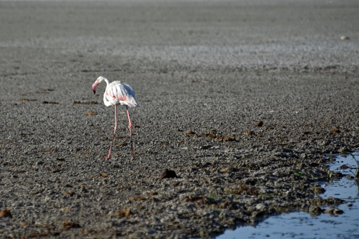Flamingoların kritik 15 günü için bakanlık çalışma başlattı