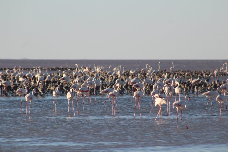 Flamingoların kritik 15 günü için bakanlık çalışma başlattı