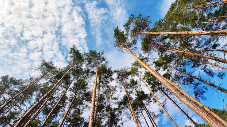 Karbon ayak izini sıfırlayan kripto projesi geliştirildi