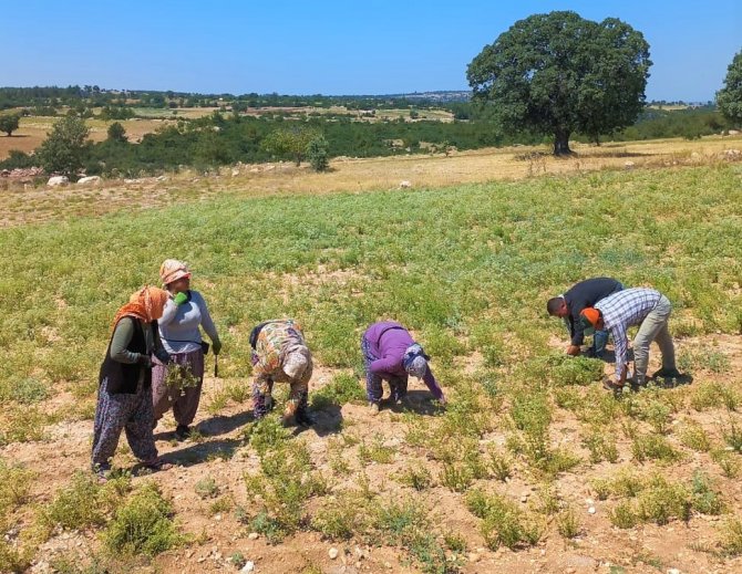 Kekik üreticileri oluşan fiyattan memnun kalmadı