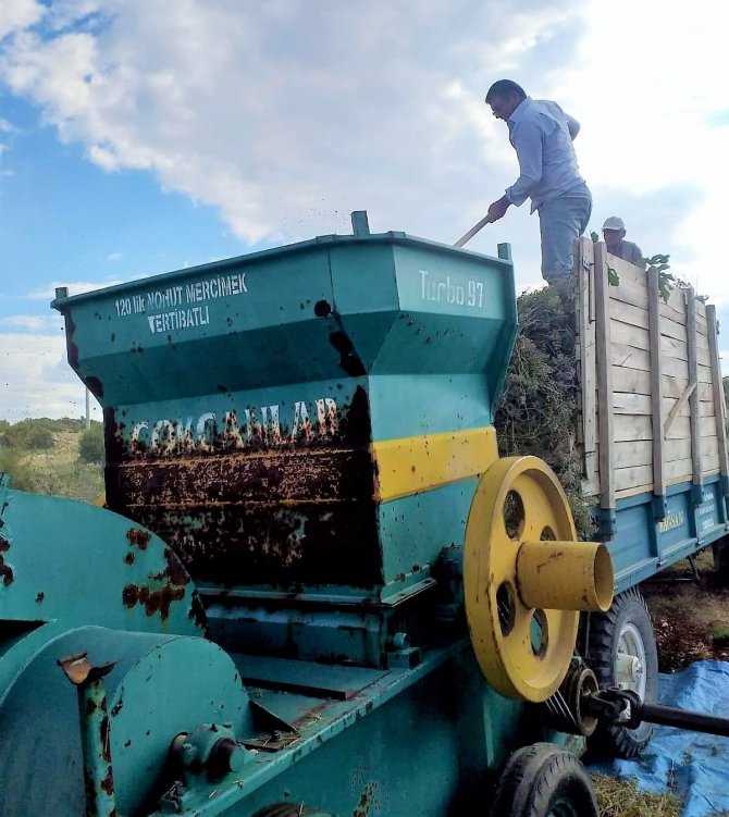 Kekik üreticileri oluşan fiyattan memnun kalmadı