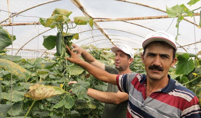 Kocaeli'de belediyenin desteğiyle kurulan seralar ürün vermeye başladı