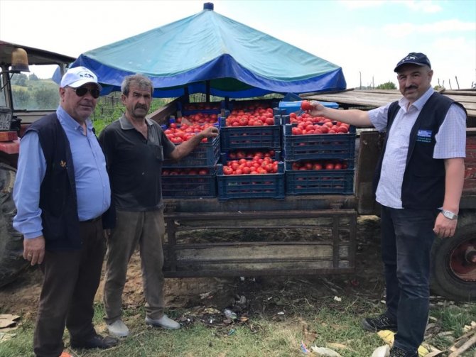 Kocaeli'de belediyenin desteğiyle kurulan seralar ürün vermeye başladı