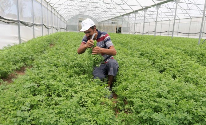 Kocaeli'de belediyenin desteğiyle kurulan seralar ürün vermeye başladı