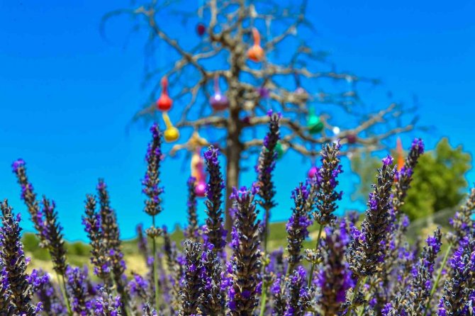 Mersin’de köylüler lavantayı sevdi