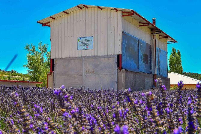 Mersin’de köylüler lavantayı sevdi