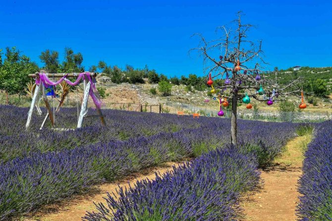 Mersin’de köylüler lavantayı sevdi