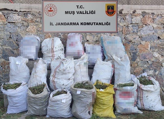 Muş’ta 184 kilogram kubar esrar ve 6 bin 338 kök kenevir bitkisi ele geçirildi