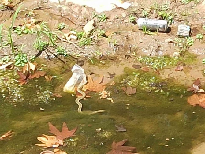 Yemişen Deresindeki yılanlar paniğe neden oluyor
