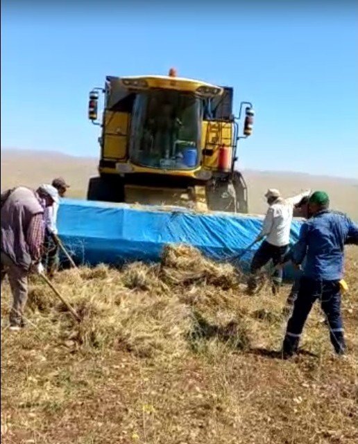 İlk kez ekilen kimyonun hasadı yapıldı